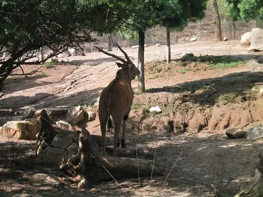 antilope.JPG