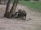 elefantafrikanisch.JPG