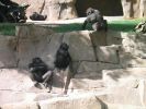 gorillas.JPG