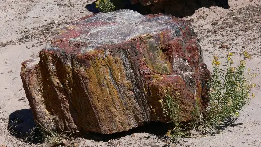 Versteinerter  Baumstamm
Painted Desert and Petrified Forest N.P. bei Holbrook in Arizona. Vor 225 Mio Jahren ging hier ein Urwald unter und kommt mineralisiert, Stück für Stück wieder ans Tageslicht.
