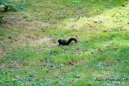 squirrel_schwarz
