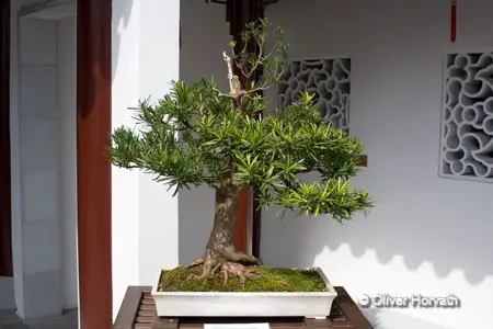 Bonsaibaum
