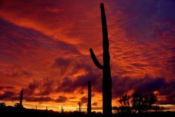 Saguaros und Winter Sunset im Organ Pipe Cactus NM
Saguaros und Winter Sunset im Organ Pipe Cactus NM
