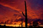 Saguaros und Winter Sunset im Organ Pipe Cactus NM