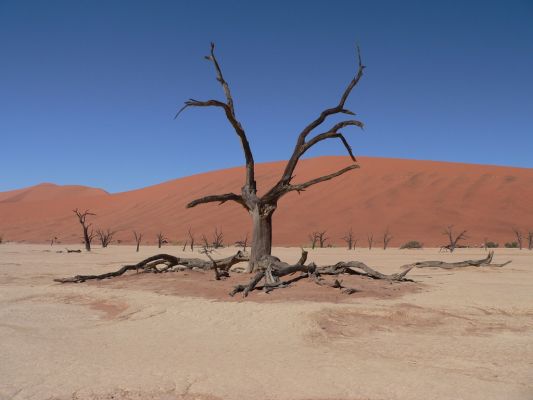 Dead_Vlei6.jpg