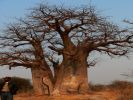 2909_Baobab.jpg