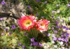 Blüte im Arizona-Sonora Desert Museum