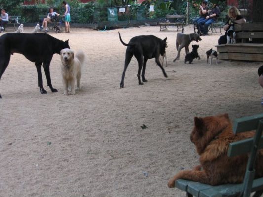 Dog Run
Washington Square,Bronx
