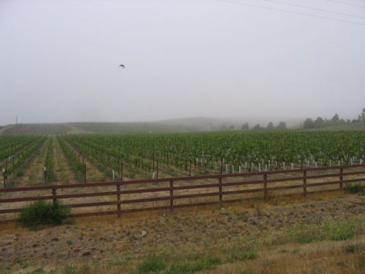 Weinplantage
