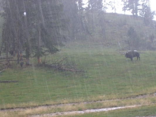 im strömenden Regen
Yellowstone
