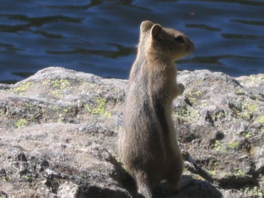 Squirrel am Bear Lake
