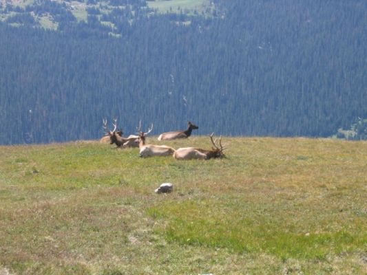 Elks
Rocky Mountain NP
