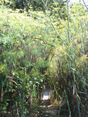 Trail zum Lands End
Dilldschungel

