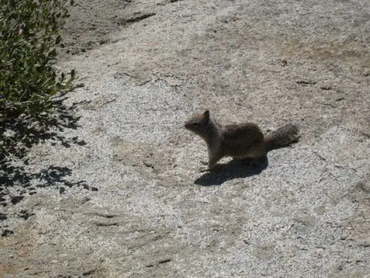 Squirrel am Glacier Point
