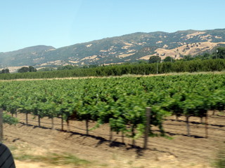 Weinanbau Nordkalifornien
