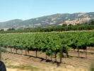 Weinanbau Nordkalifornien