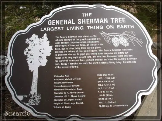 General Sherman Tree
