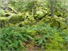 Watson Falls, OR