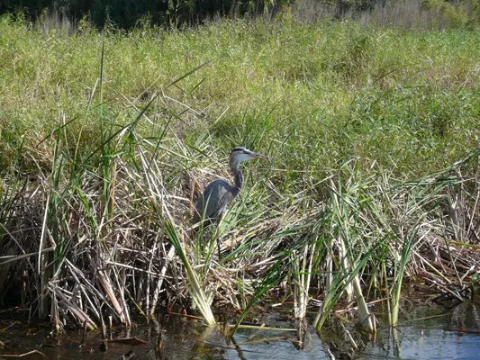 Myakka River SP, Florida
