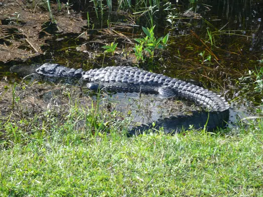 Everglades
