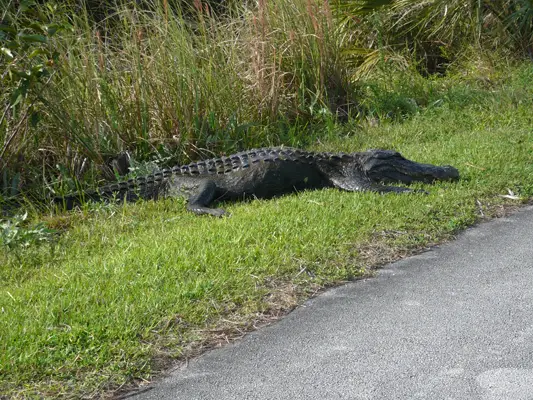 Everglades
