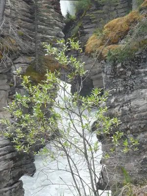 Jasper NP
