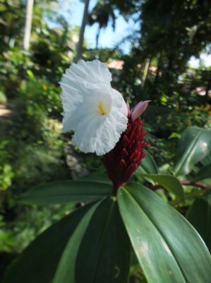 Jamaica Botanical Garden
