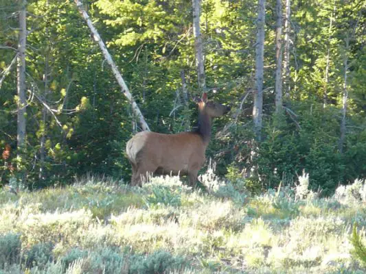 Elk im Grand Teton NP
