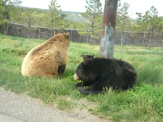 Tierpark Bear Country U.S.A.
