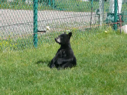 Tierpark Bear Country U.S.A.
