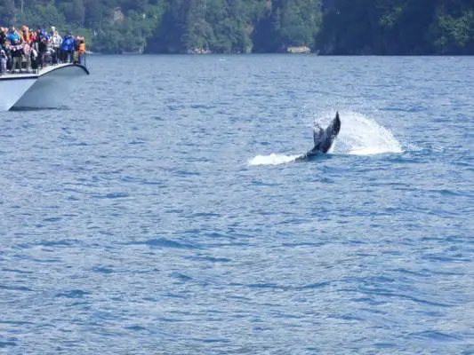 Whale Watching Major Marine Tours
