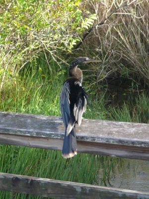 Everglades NP
