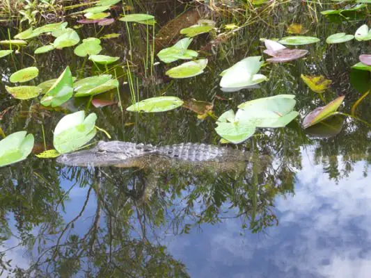 Everglades NP
