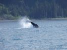 Whale Watching Major Marine Tours