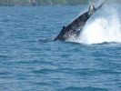 Whale Watching Major Marine Tours