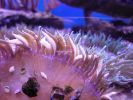 John Pennecamp Coral Reef SP