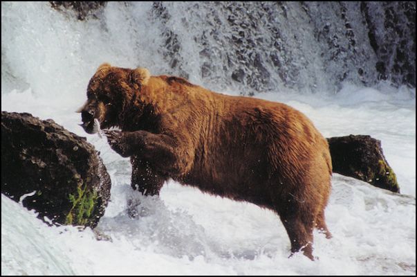 Katmai National Park - Brown Bear
