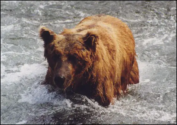 Katmai National Park - Brown Bear

