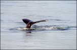 Humpback Whale - Glacier Bay National Park