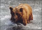 Katmai National Park - Brown Bear