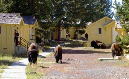 Lake Yellowstone Hotel / Rustic Cabins
