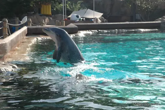 Dolphins - Sea World
