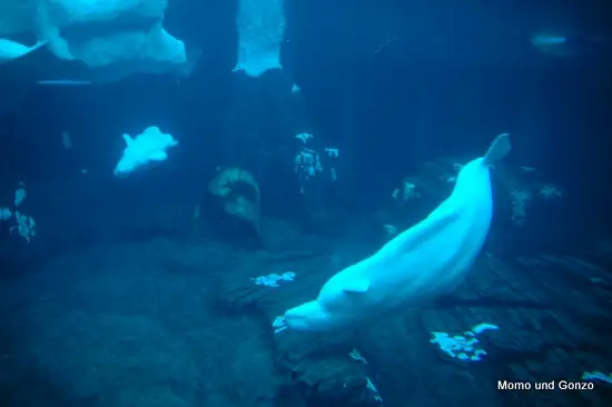 Beluga Wale - Sea World
