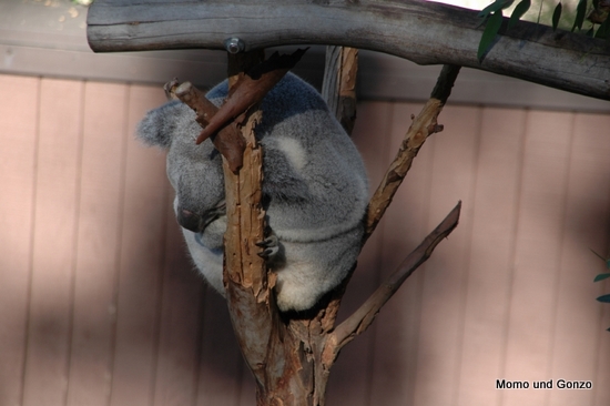 Koala - SD Zoo
