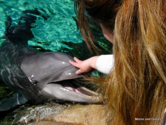 Dolphins - Sea World

