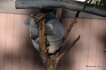 Koala - SD Zoo