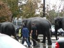 Boston Elefanten
