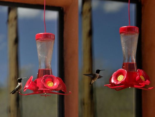 Kolibris.jpg