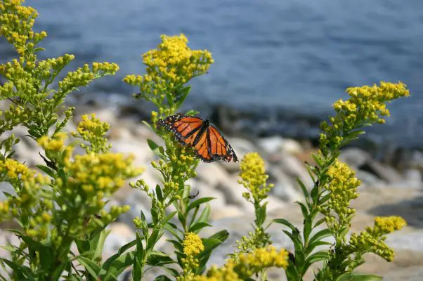 Nordamerikanischer Monarchfalter
Monarchfalter aufgenommen an der Küste der Narragansett Bay (Rhode Island);
