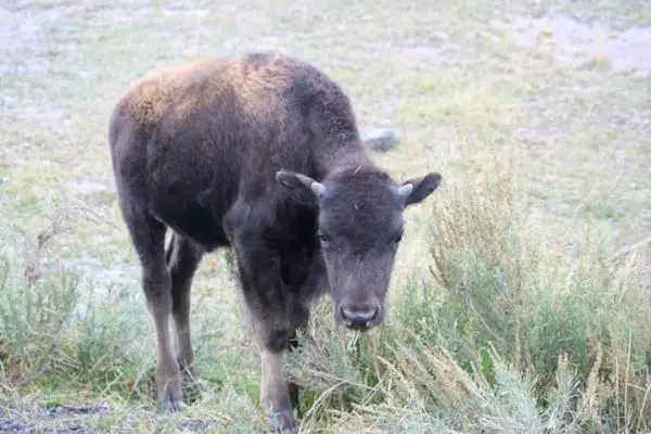 Baby-Bison
Baby-Bison im Yellowstone Nationalpark
